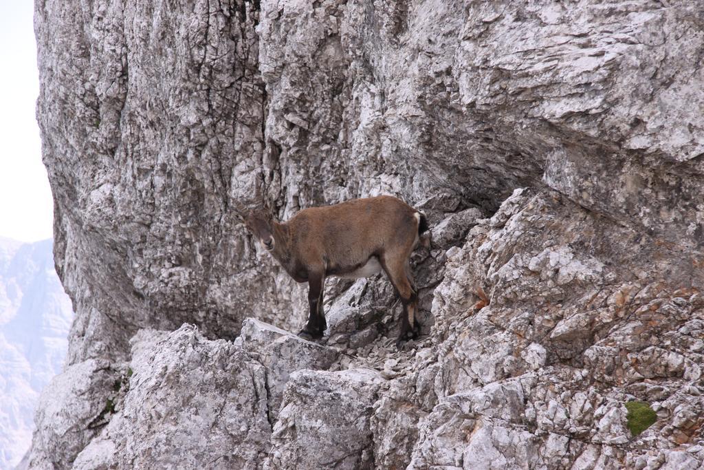Pod Ponco Apartments Kranjska Gora Bagian luar foto