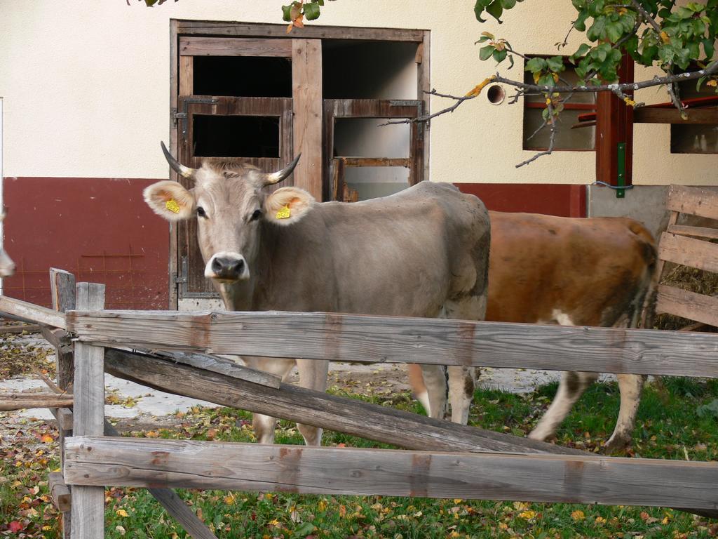 Pod Ponco Apartments Kranjska Gora Bagian luar foto